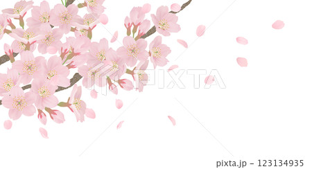 枝に咲く桜の花のイラストセット 枝に咲く桜の花のイラストセット 123134935