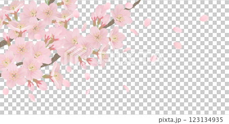 枝に咲く桜の花のイラストセット 枝に咲く桜の花のイラストセット 123134935