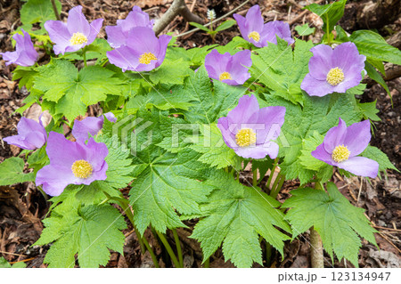 【新潟県_佐渡_シラネアオイ】花の百名山・トレッキングコースに咲くシラネアオイ 【新潟県_佐渡_シラネアオイ】花の百名山・トレッキングコースに咲くシラネアオイ 123134947