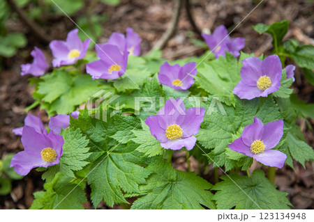 【新潟県_佐渡_シラネアオイ】花の百名山・トレッキングコースに咲くシラネアオイ 123134948