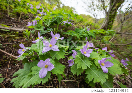 【新潟県_佐渡_シラネアオイ】花の百名山・トレッキングコースに咲くシラネアオイ 【新潟県_佐渡_シラネアオイ】花の百名山・トレッキングコースに咲くシラネアオイ 123134952