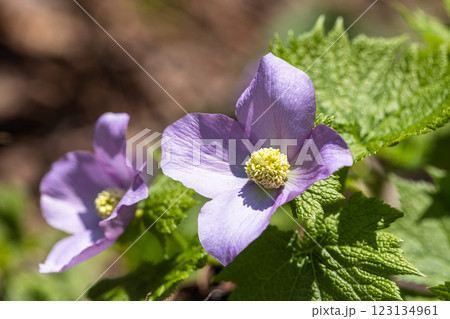 【新潟県_佐渡_シラネアオイ】花の百名山・トレッキングコースに咲くシラネアオイ 【新潟県_佐渡_シラネアオイ】花の百名山・トレッキングコースに咲くシラネアオイ 123134961