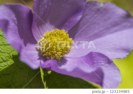 【新潟県_佐渡_シラネアオイ】花の百名山・トレッキングコースに咲くシラネアオイ 【新潟県_佐渡_シラネアオイ】花の百名山・トレッキングコースに咲くシラネアオイ 123134965