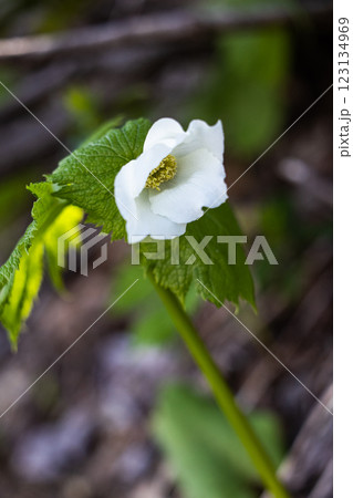 【新潟県_佐渡_シラネアオイ】花の百名山・トレッキングコースに咲くシラネアオイ 【新潟県_佐渡_シラネアオイ】花の百名山・トレッキングコースに咲くシラネアオイ 123134969