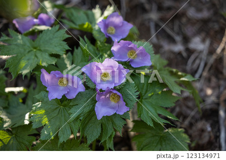 【新潟県_佐渡_シラネアオイ】花の百名山・トレッキングコースに咲くシラネアオイ 123134971