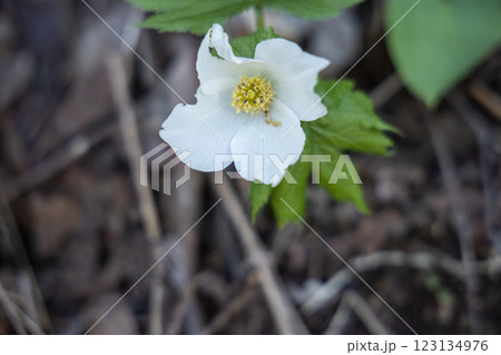 【新潟県_佐渡_シラネアオイ】花の百名山・トレッキングコースに咲くシラネアオイ 123134976