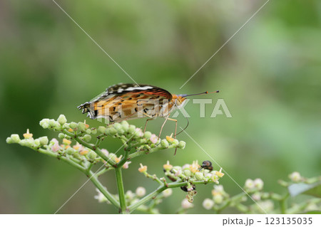 ツマグロヒョウモン 123135035
