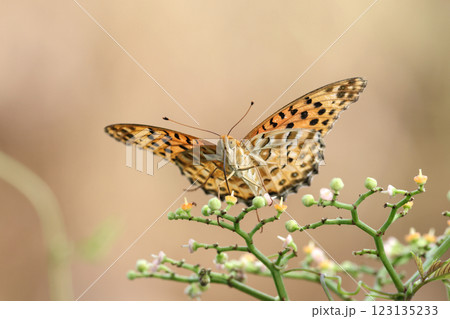 ツマグロヒョウモン 123135233