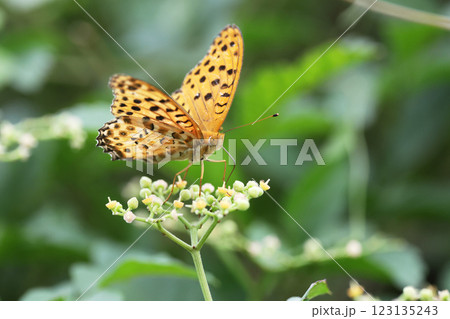 ツマグロヒョウモン 123135243