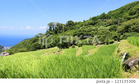 富士山の見える石部棚田の夏 富士山の見える石部棚田の夏 123135300