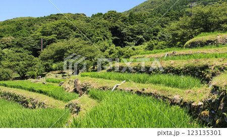 富士山の見える石部棚田の夏 123135301