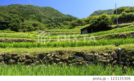 富士山の見える石部棚田の夏 123135306