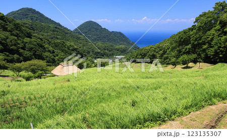 富士山の見える石部棚田の夏 富士山の見える石部棚田の夏 123135307