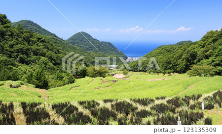 富士山の見える石部棚田の夏 富士山の見える石部棚田の夏 123135309