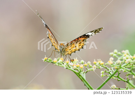 ツマグロヒョウモン ツマグロヒョウモン 123135339