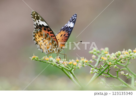 ツマグロヒョウモン 123135340