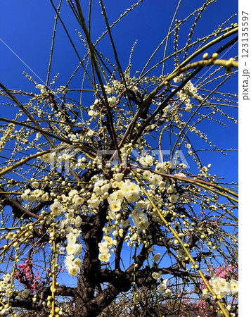 晴天に映える枝垂れ梅の花 123135597
