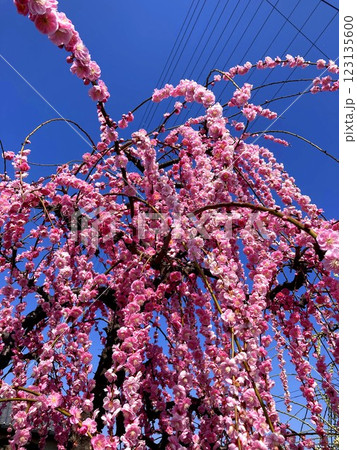 晴天に映える枝垂れ梅の花 晴天に映える枝垂れ梅の花 123135600