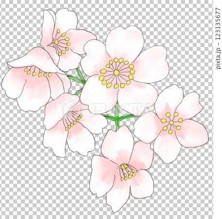 櫻花 櫻花 123135677