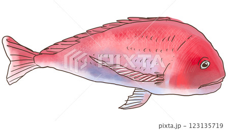 鯛（たい） 123135719