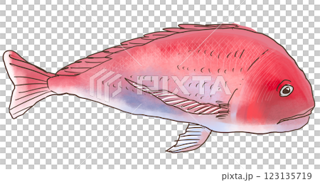 鯛（たい） 123135719