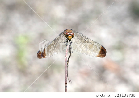 リスアカネ トンボ リスアカネ トンボ 123135739
