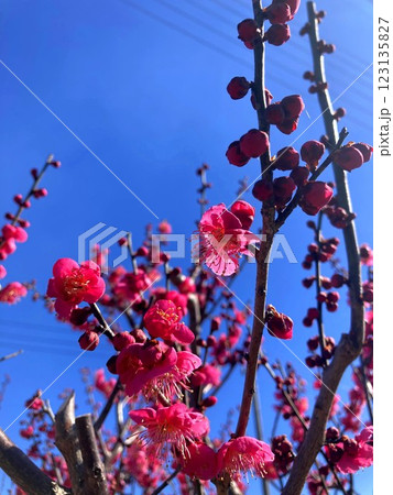 晴天に映える鮮やかな梅の花 晴天に映える鮮やかな梅の花 123135827