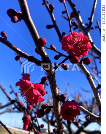 晴天に映える鮮やかな梅の花 123135833
