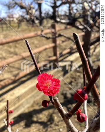 一輪でもその存在を示す紅梅の花 123135874