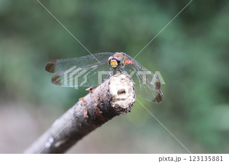 トンボ リスアカネ 123135881