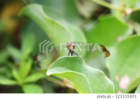 トンボ リスアカネ 123135925