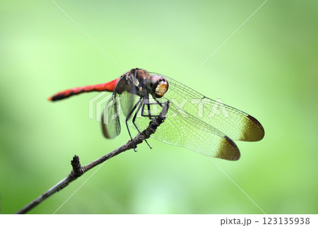 トンボ リスアカネ 123135938