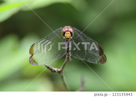 トンボ リスアカネ 123135943