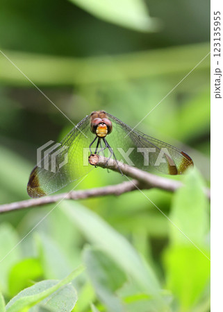 トンボ リスアカネ トンボ リスアカネ 123135955