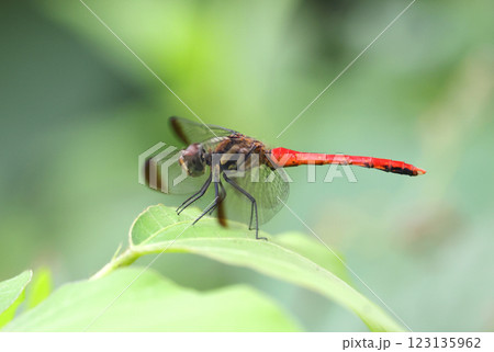 トンボ リスアカネ 123135962