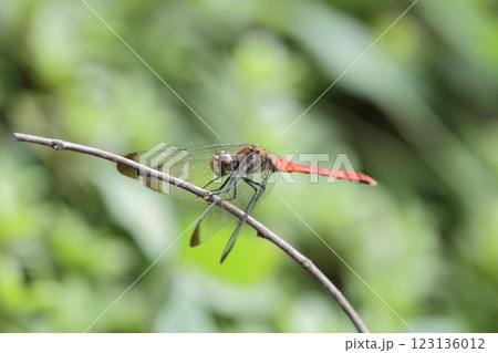 トンボ リスアカネ トンボ リスアカネ 123136012