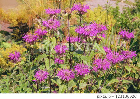 Monarda is cultivated as an ornamental plant. Violet flowers in meadow. Grows well in sunny and shaded areas. Honey-bearing and essential oil plant. 123136026
