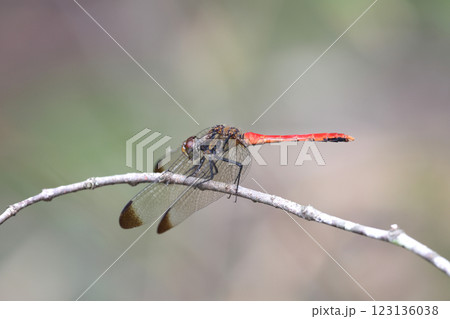 トンボ リスアカネ 123136038