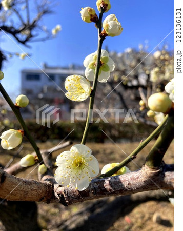 晴天に映える梅の花 123136131