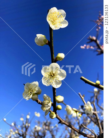 晴天に映える梅の花 123136133