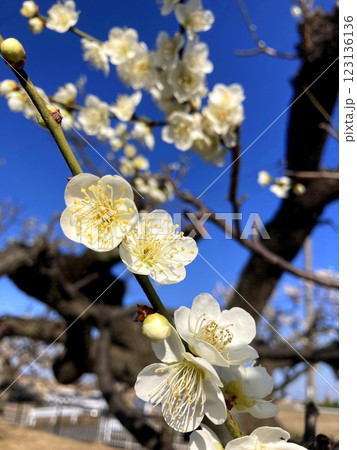 晴天に映える梅の花 123136136