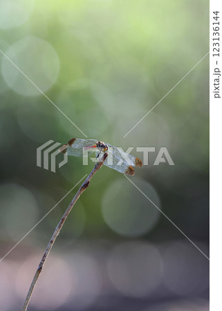 トンボ リスアカネ 123136144