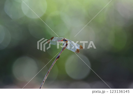 トンボ リスアカネ 123136145
