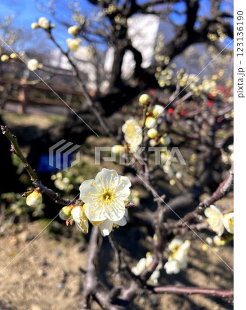 晴天に映える梅の花 123136190