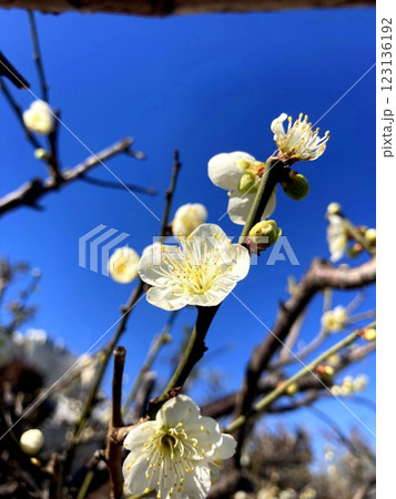 晴天に映える梅の花 123136192