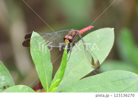 トンボ リスアカネ トンボ リスアカネ 123136270