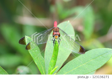 トンボ リスアカネ 123136271