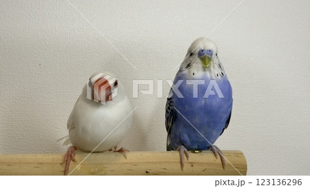 文鳥とセキセイインコ 123136296