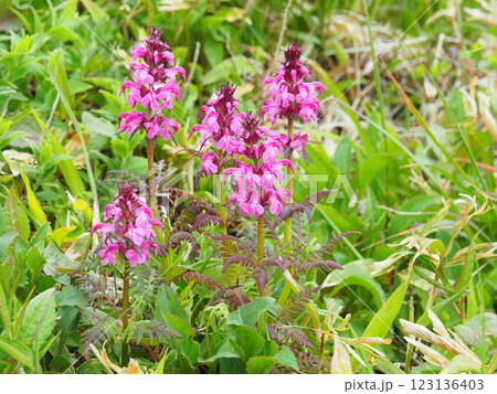 平標山のヨツバシオガマ 123136403
