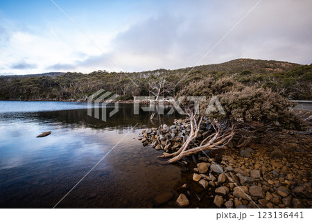 Lake Fenton in Mt Field National Park Tasmania Australia 123136441